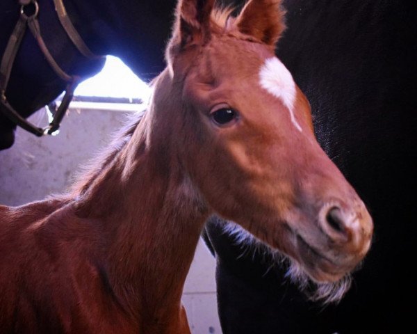 horse Hengst von Gormley xx (Thoroughbred, 2021, from Gormley xx)