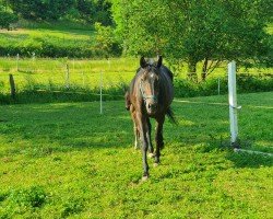 broodmare Die Wehlburg (Hanoverian, 2012, from Don Index)