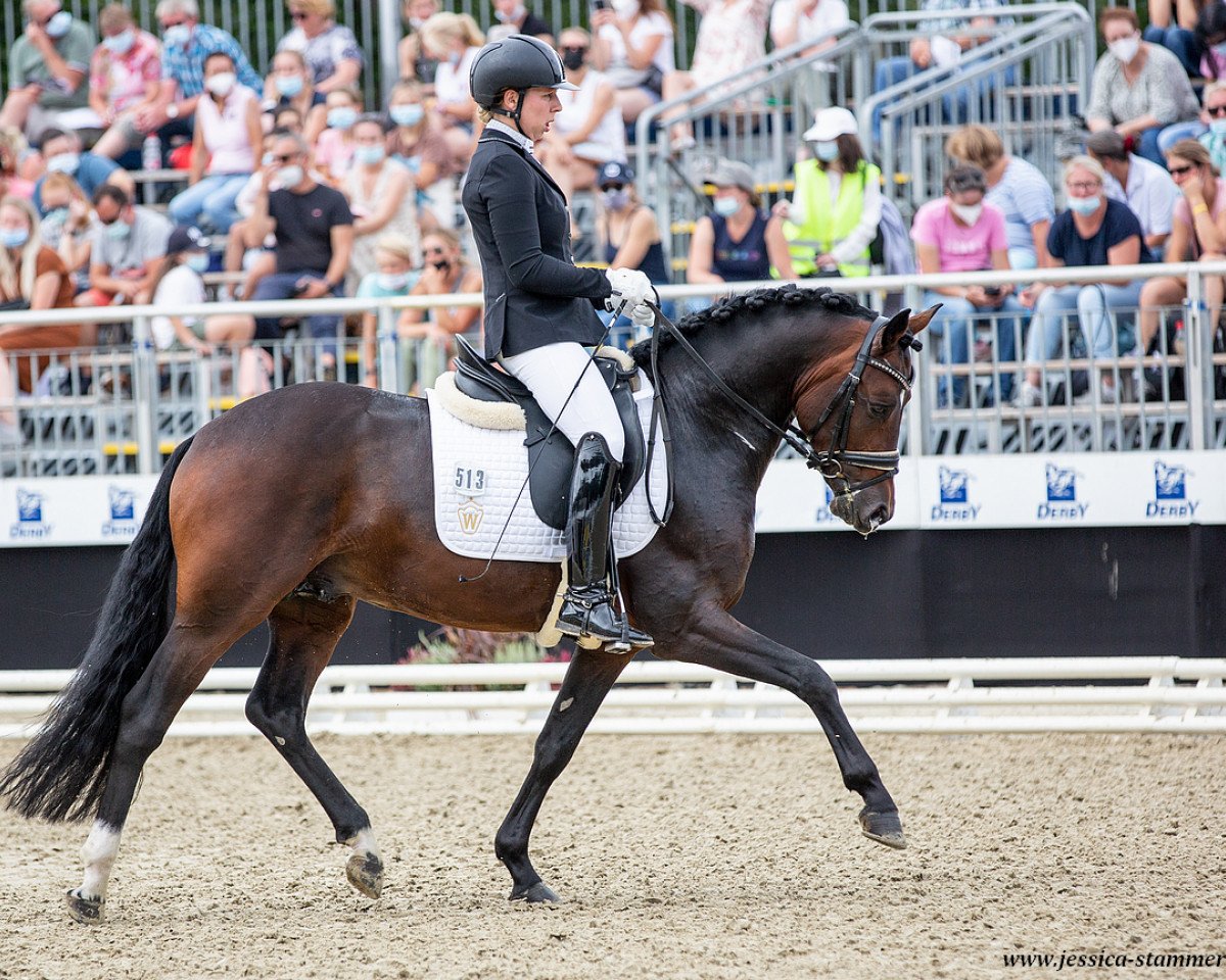 Deckhengst Komplett (Deutsches Reitpony, 2017, von Kachunga)