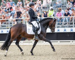 dressage horse Komplett (Deutsches Reitpony, 2017, from Kachunga)