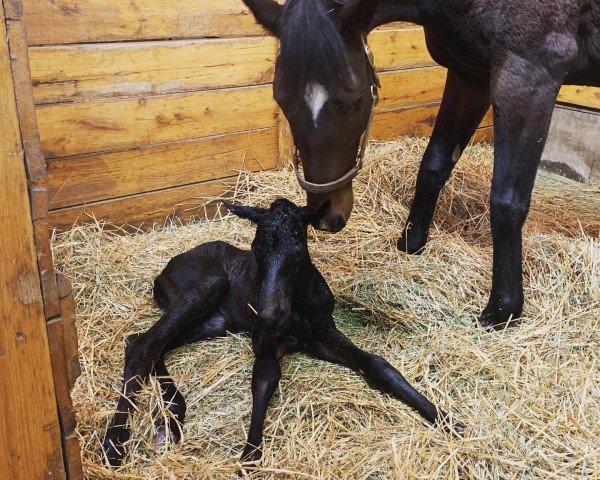 horse Hengst von Catholic Boy xx (Thoroughbred, 2021, from Catholic Boy xx)