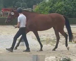 dressage horse Sumeya (Trakehner, 2020, from High Motion 2)