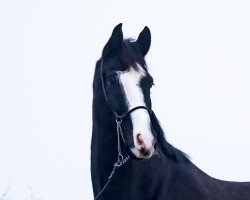 dressage horse Tobago Löwenherz (Hanoverian, 2017, from Totilas)