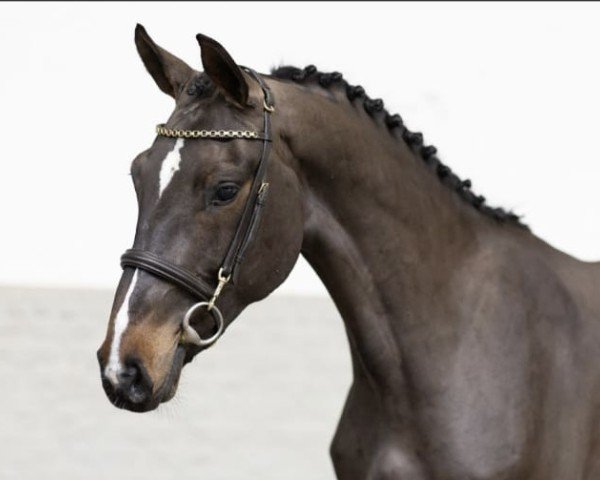 jumper Quotengirl 4 (Oldenburg show jumper, 2020, from Quabrie)