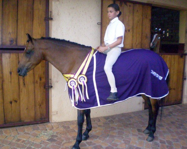 dressage horse Foresyte Penny (Welsh Mix, 1997)