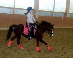 broodmare Zauberfee (German Riding Pony, 2008, from Top Zento)