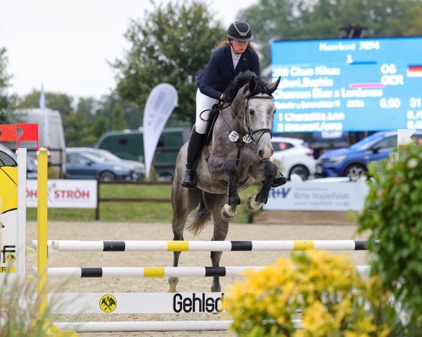 jumper Chuo Kikuu (Oldenburg show jumper, 2019, from Chacoon Blue)