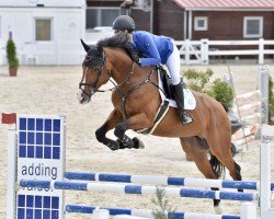 Springpferd My Blue Style VK (KWPN (Niederländisches Warmblut), 2017, von Zirocco Blue)