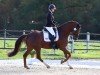 dressage horse Fürstenruhm Q (Hanoverian, 2017, from Fürst Donnerhall)