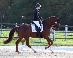 dressage horse Fürstenruhm Q (Hanoverian, 2017, from Fürst Donnerhall)