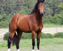 Dressurpferd Crown NoRiskNoFun (Deutsches Reitpony, 2021, von Fs Numero Uno)