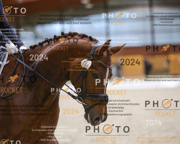 dressage horse Finesse Felicia (Hanoverian, 2018, from Finnigan)
