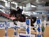 jumper Very colorful Dingo (Oldenburg show jumper, 2019, from van Gogh)