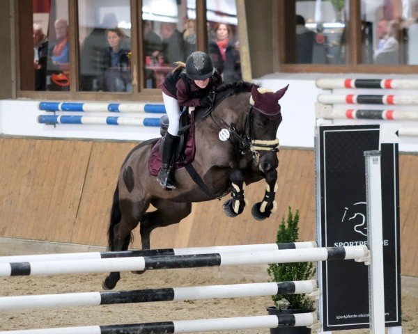 jumper Dakota 530 (German Riding Pony, 2019, from Danny Gold)