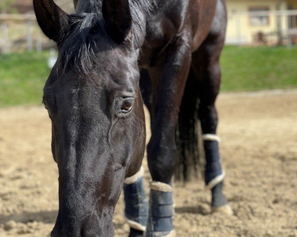 broodmare Fantasie (Hanoverian, 2014, from Fantastic)