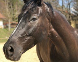 dressage horse Beauté de la vie AK (Hanoverian, 2015, from Bretton Woods)