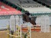 jumper Stubbenhof's Calimero (German Sport Horse, 2019, from Corrido 4)