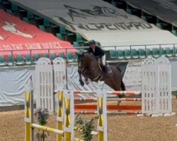 jumper Stubbenhof's Calimero (German Sport Horse, 2019, from Corrido 4)