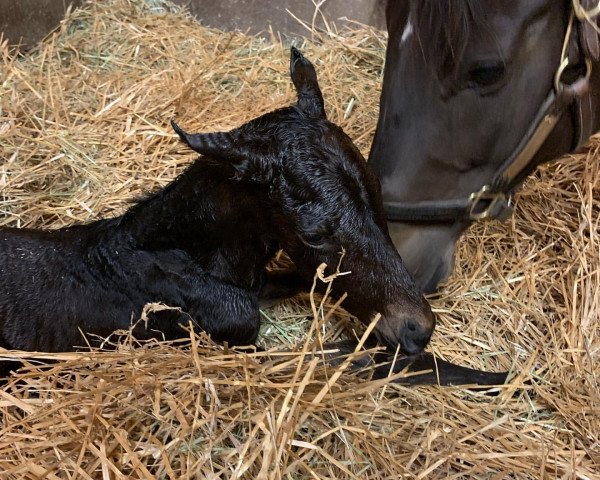 horse Stute von Oscar Performance xx (Thoroughbred, 2021, from Oscar Performance xx)