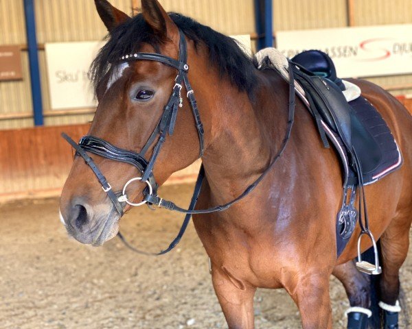 dressage horse Peterslyst's Masi (Danish Warmblood, 2007)