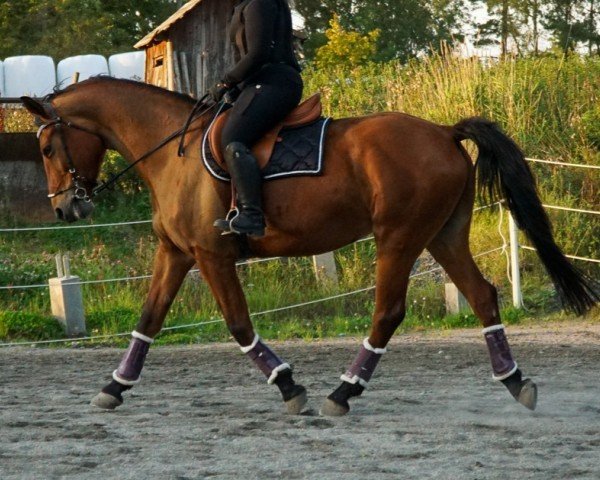 horse Malgosia (Polish Warmblood, 2009, from Sopel)