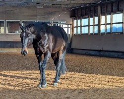 dressage horse Santiano (Oldenburg, 2009, from Sergio Rossi)