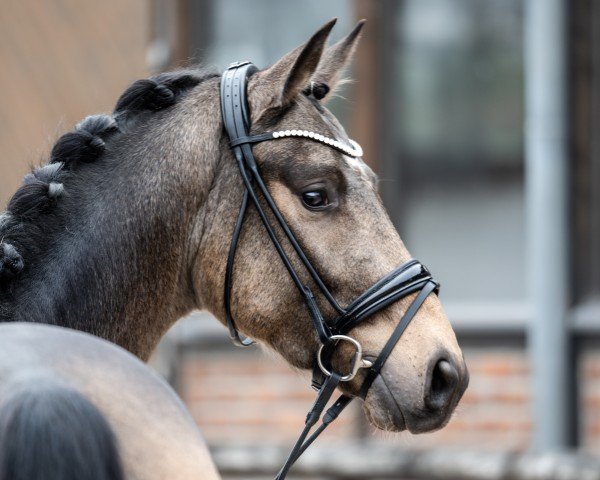 dressage horse Qasi le Beau (Westphalian, 2022, from Qaside Md)