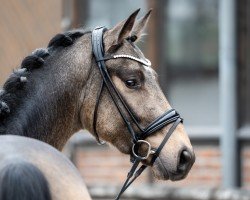 dressage horse Qasi le Beau (Westphalian, 2022, from Qaside Md)