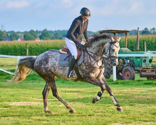 jumper Caballo de Mar (Hanoverian, 2018, from Clinton's Heart)