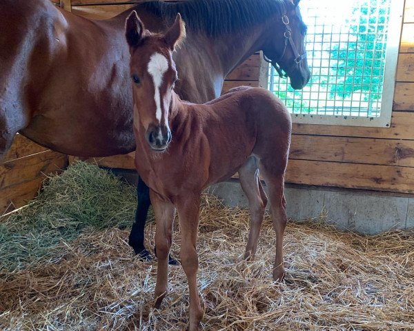 horse Stute von Speightstown xx (Thoroughbred, 2021, from Speightstown xx)