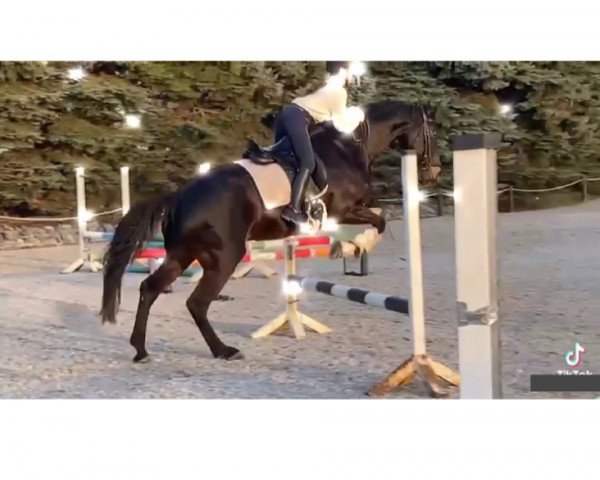 dressage horse Tadellos (Oldenburg, 2014, from Tomahawk)