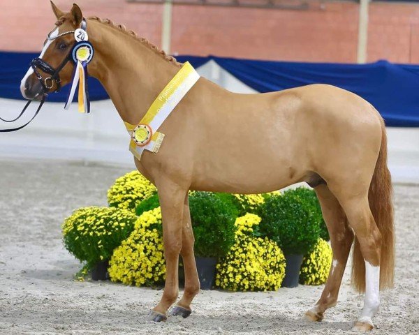 dressage horse No Worries (German Riding Pony, 2022, from Fs Numero Uno)