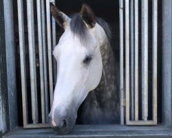 dressage horse La Fleur Princesse (Hanoverian, 2013, from Londontime)