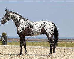 stallion Spotilas Boesgaard (Knabstrupper, 2019, from Totilas)