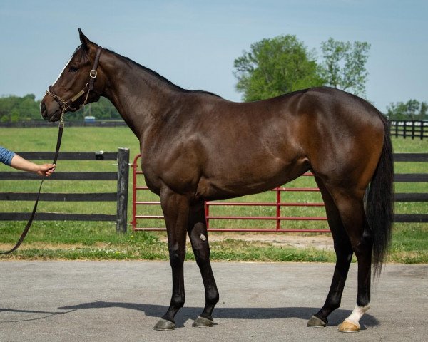 horse Stute von Pioneerof the Nile xx (Thoroughbred, 2020, from Pioneerof The Nile xx)