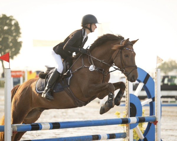 jumper Chester my Champion (Hungarian Warmblood, 2015)