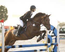 Springpferd Chester my Champion (Ungarisches Warmblut, 2015)