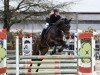 jumper Cuyahoga (Oldenburg show jumper, 2017, from Chaccato)