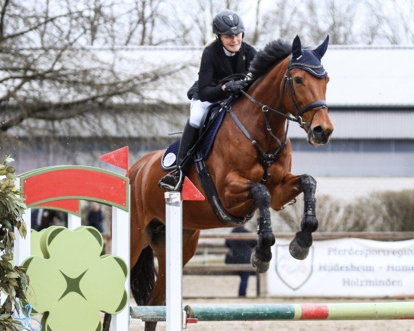 jumper D'Oberlina (KWPN (Royal Dutch Sporthorse), 2008, from Landlord)