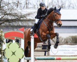 Springpferd D'Oberlina (KWPN (Niederländisches Warmblut), 2008, von Landlord)