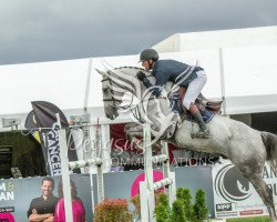 Pferd Carnival (Neuseeländisches Warmblut, 2011, von True Blue)