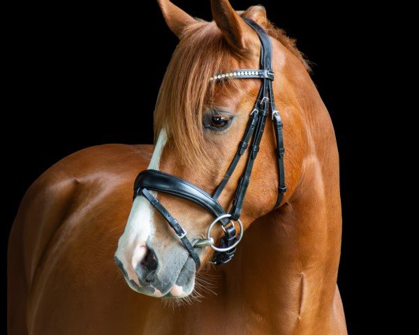 dressage horse Gandhi 149 (German Riding Pony, 2020, from Gigabyte)