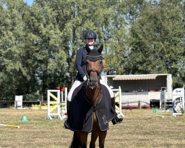 dressage horse Romance van Alfen (Westphalian, 2015)