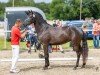 broodmare Perlina Black ML (German Riding Pony, 2020, from Designed in Black AT)