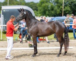 broodmare Perlina Black ML (German Riding Pony, 2020, from Designed in Black AT)