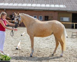 Zuchtstute Porzellinchen ML (Deutsches Reitpony, 2019, von Dating AT NRW)