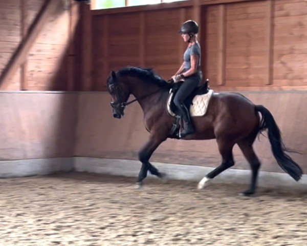 dressage horse Donata 304 (Westphalian, 2018, from Dankeschön)