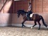 dressage horse Donata 304 (Westphalian, 2018, from Dankeschön)