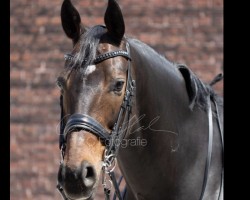 dressage horse Don Kalli (Westphalian, 2008, from Don Bedo II)