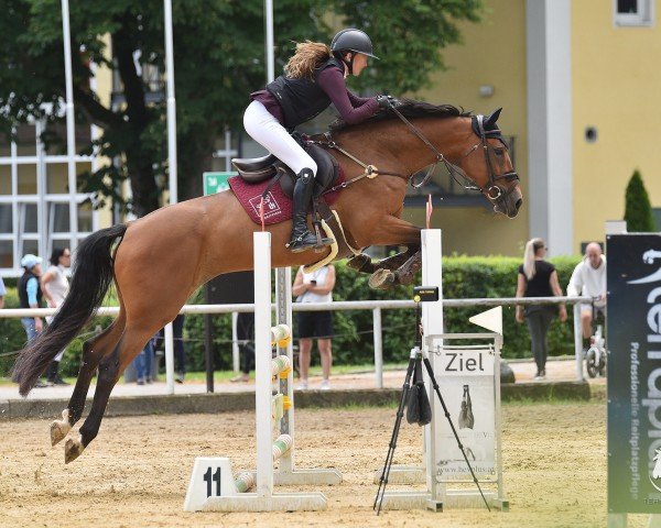 jumper Fly 138 (German Sport Horse, 2014, from Cheetano)